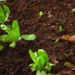 Terriccio esausto in un vaso, pronto per essere rinnovato con semplici tecniche fai-da-te.