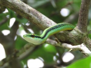 Trova un serpente in giardino: incredibile, ecco cosa è