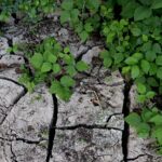 Giardiniere che lavora un terreno secco, utilizzando tecniche per rinvigorire le piante.