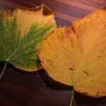 Foglie gialle su una pianta, segnale di stress e necessità di cure adeguate.