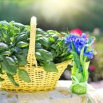 Foglie di basilico ingiallite su uno sfondo verde, evidenziando il problema e le possibili soluzioni.