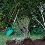 Ortensie potate in modo errato in primavera, senza fiori, con foglie verdi visibili.