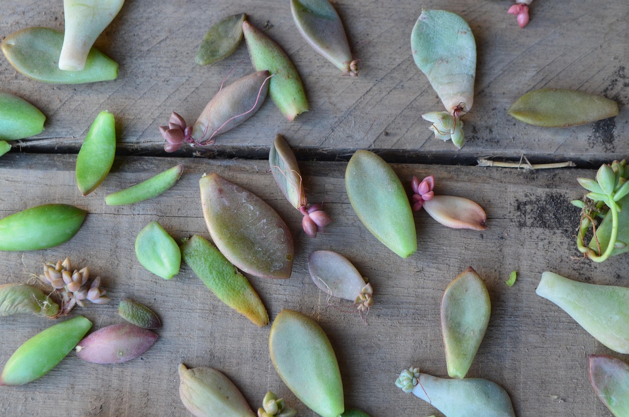 Talee di piante grasse disposte su un tavolo, pronte per la propagazione.