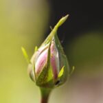 Afidi su una rosa, con sapone di Marsiglia in primo piano come soluzione naturale contro i parassiti.