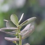 Albero di Giada in un ambiente domestico, evidenziando posizioni sconsigliate per la sua crescita.