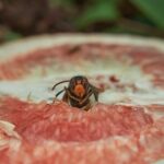 Calabrone su un fiore, simbolo del metodo naturale per allontanarli senza ucciderli.