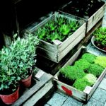 Giardino urbano con piante verdi e fiori colorati tra edifici di cemento.