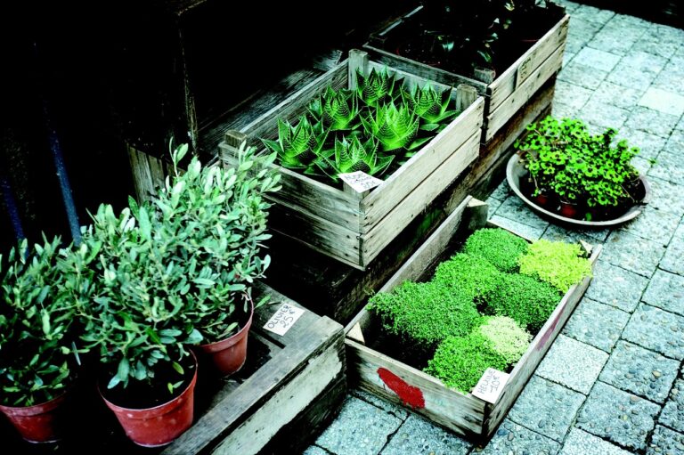 Giardinaggio in città: strategie ecologiche per creare un'oasi verde tra cemento e asfalto