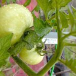 Filo innovativo per sostenere pomodori senza pali, ideale per giardinaggio moderno.