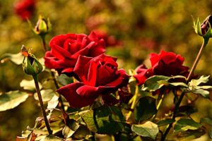 Quando concimare le rose in primavera per averle in fiore fino a ottobre